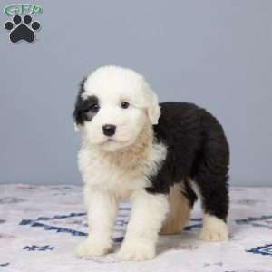Callie, Old English Sheepdog Puppy